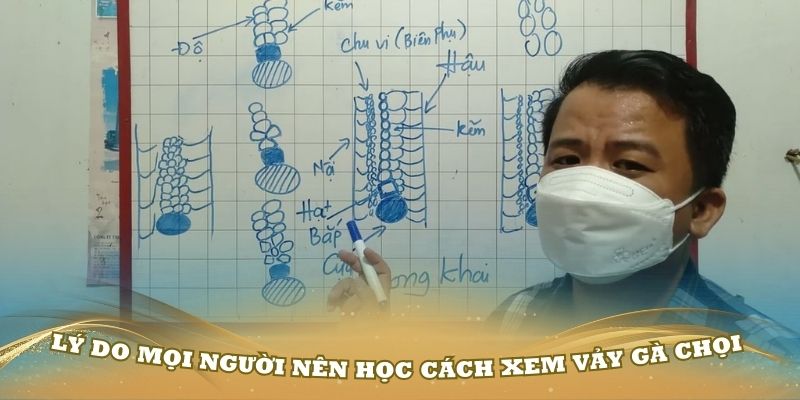 Lý do mọi người nên học cách xem vảy gà chọi