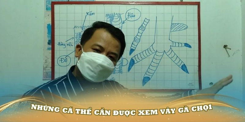 Những cá thể cần được xem vảy gà chọi